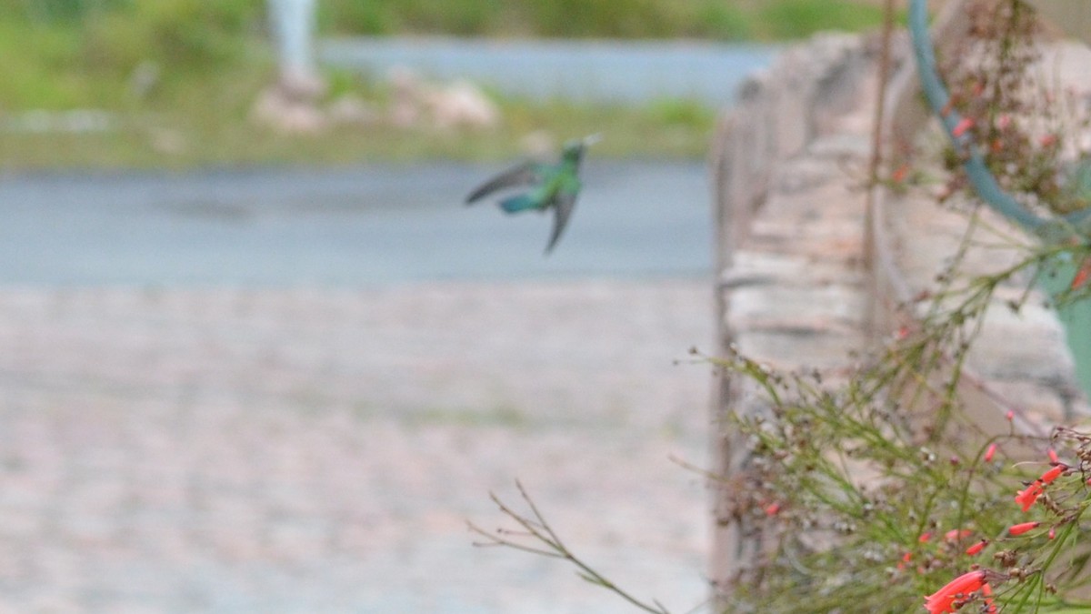 Colibri à ventre blanc - ML551345131