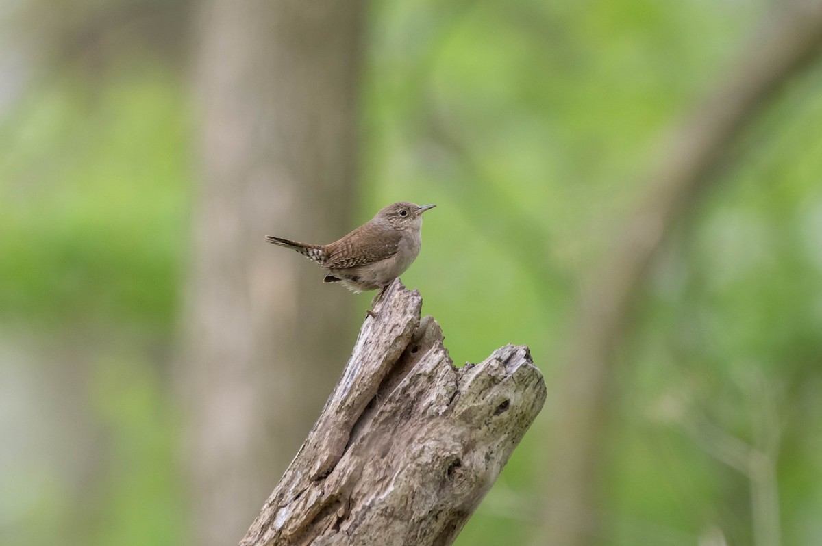 Northern House Wren - ML55134561