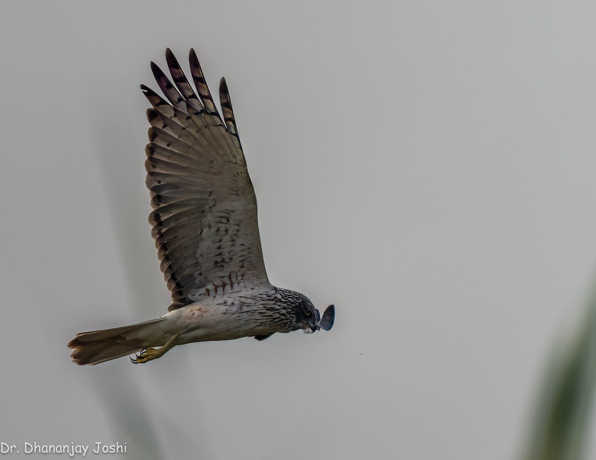 Eastern Marsh Harrier - ML551345841