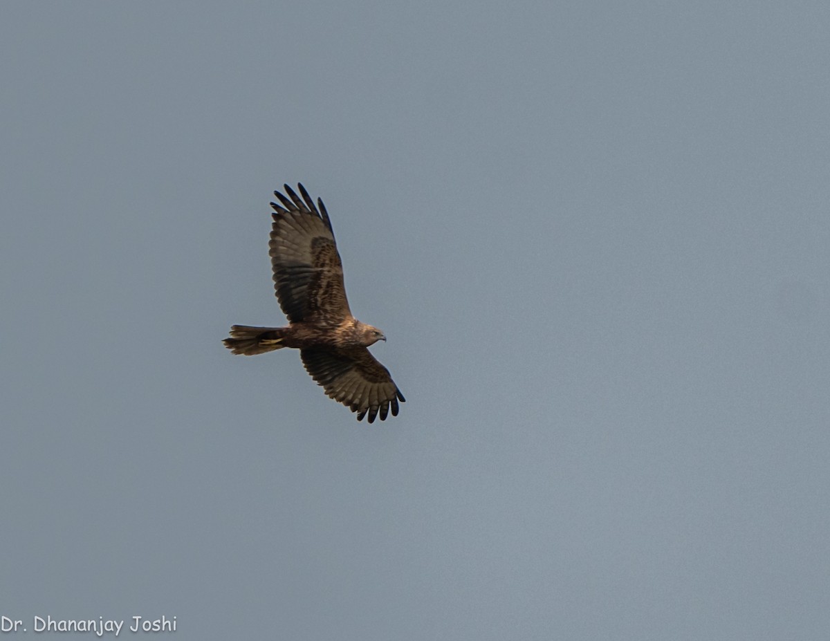 Eastern Marsh Harrier - ML551345851