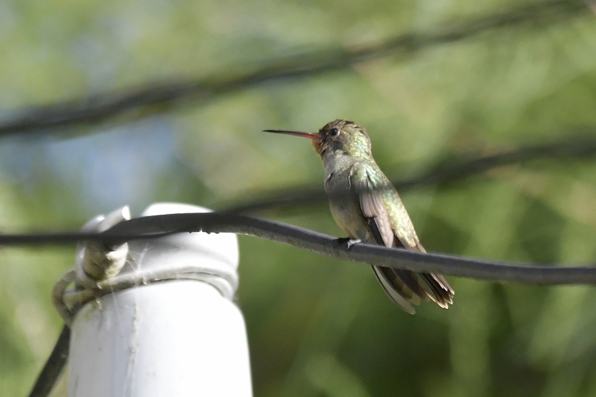 gyllenkolibri - ML551347521