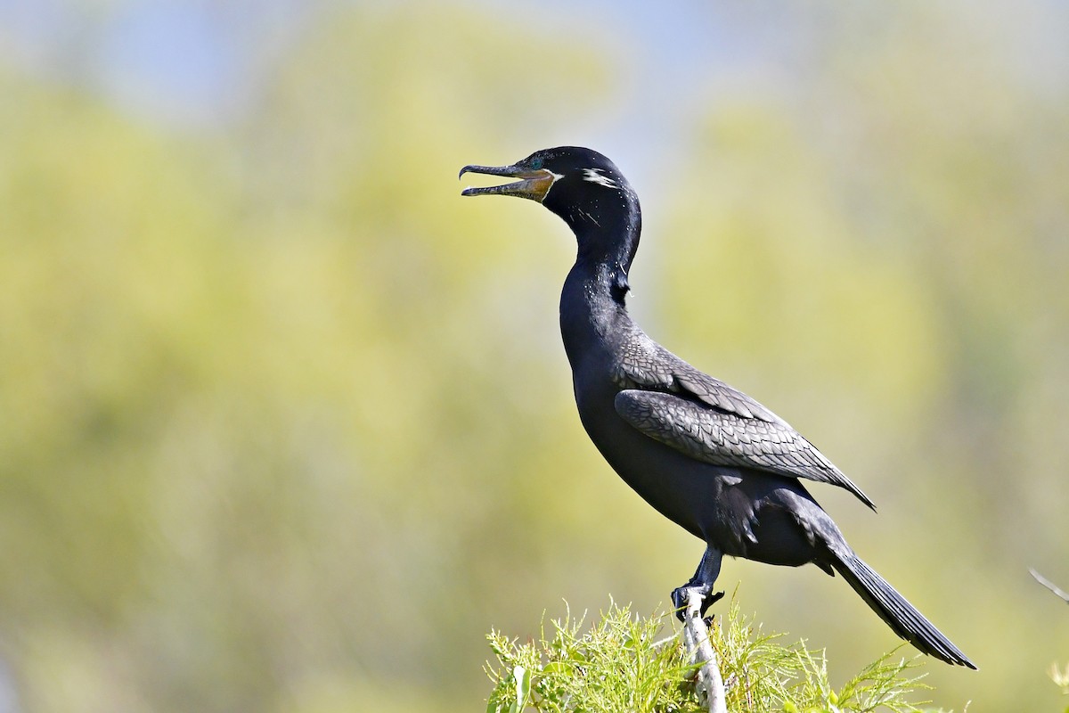 Neotropic Cormorant - ML551347861