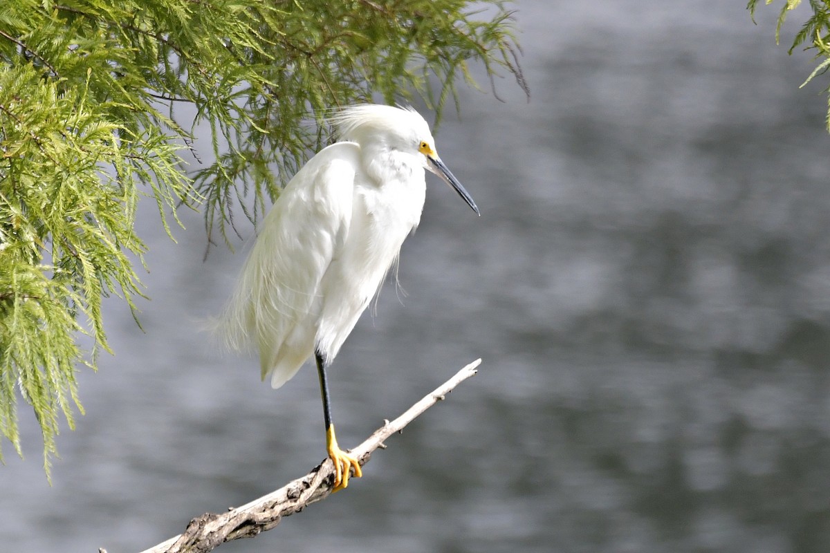 Snowy Egret - ML551348021