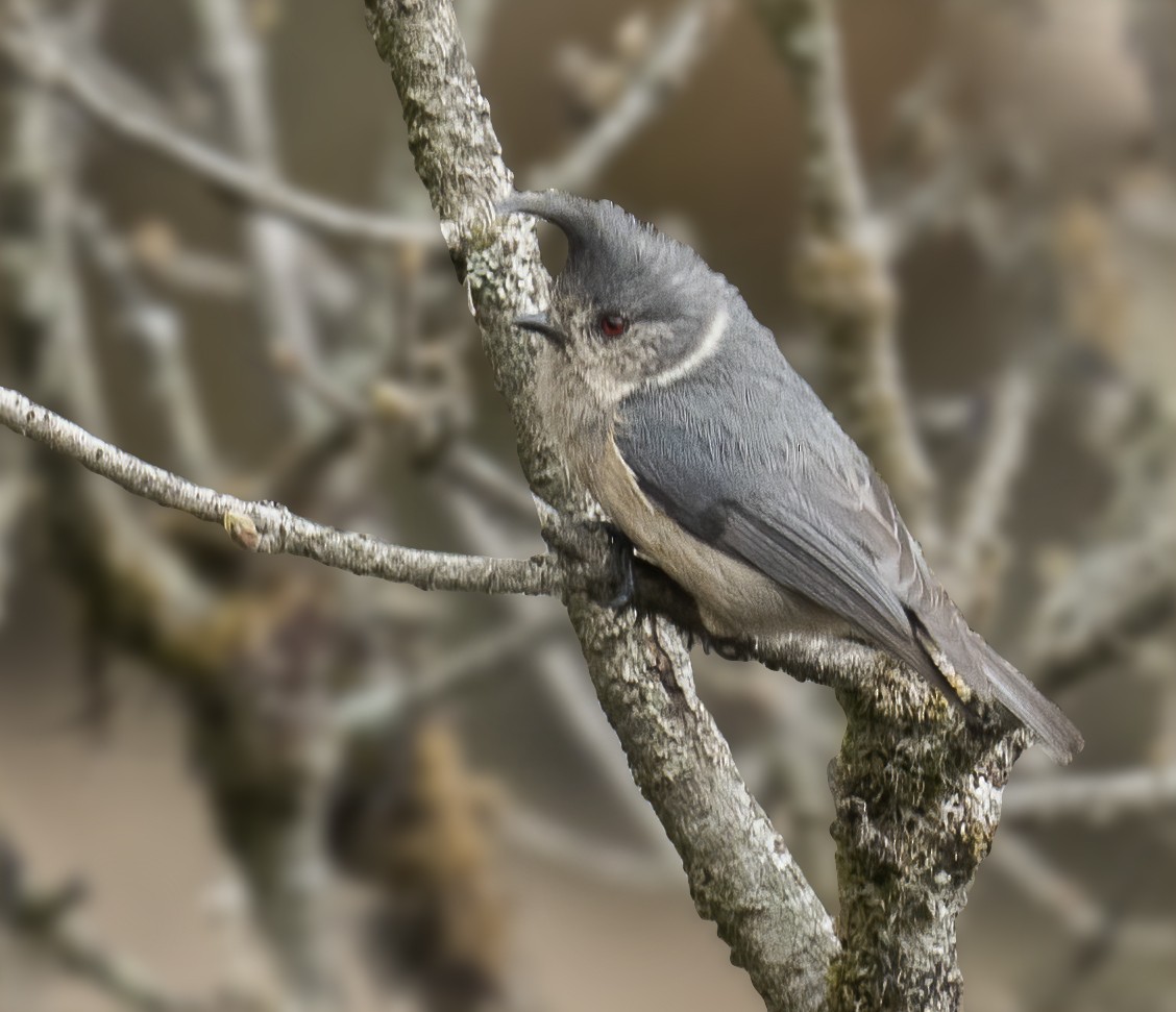 Gray-crested Tit - Indu Shekhar Deo