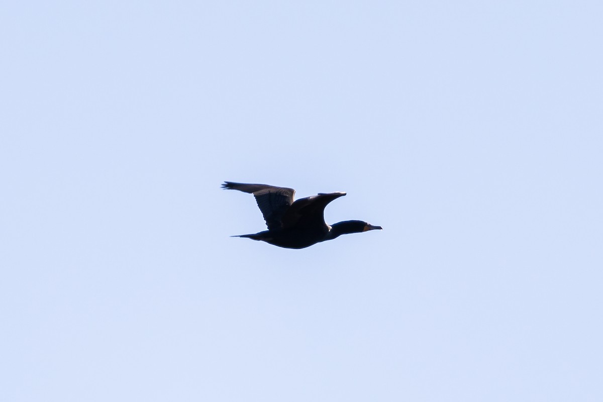 Double-crested Cormorant - ML551348751