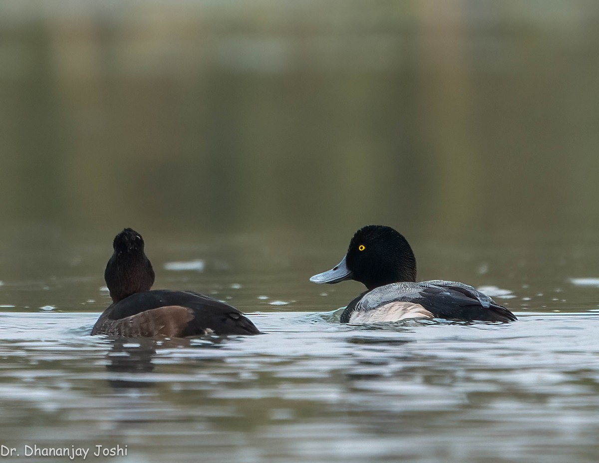 Greater Scaup - ML551348781