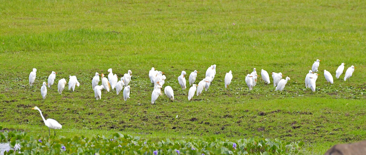 Western Cattle Egret - ML551348871