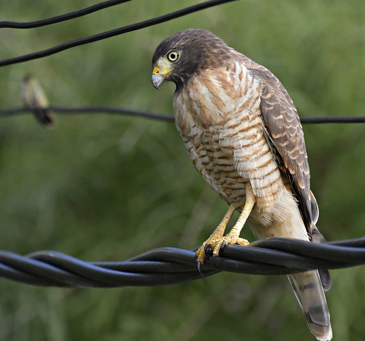 Roadside Hawk - ML551349461