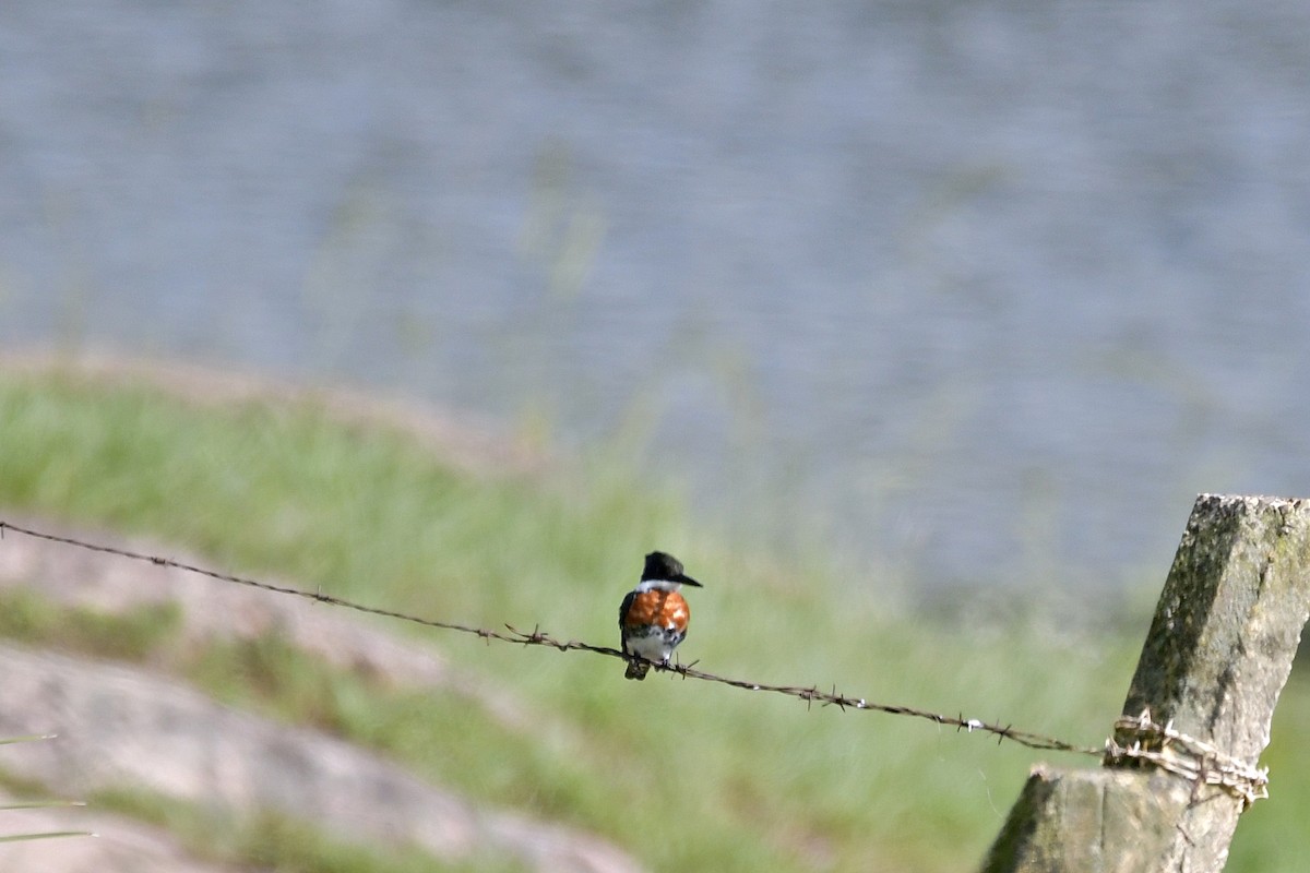 Green Kingfisher - ML551349641