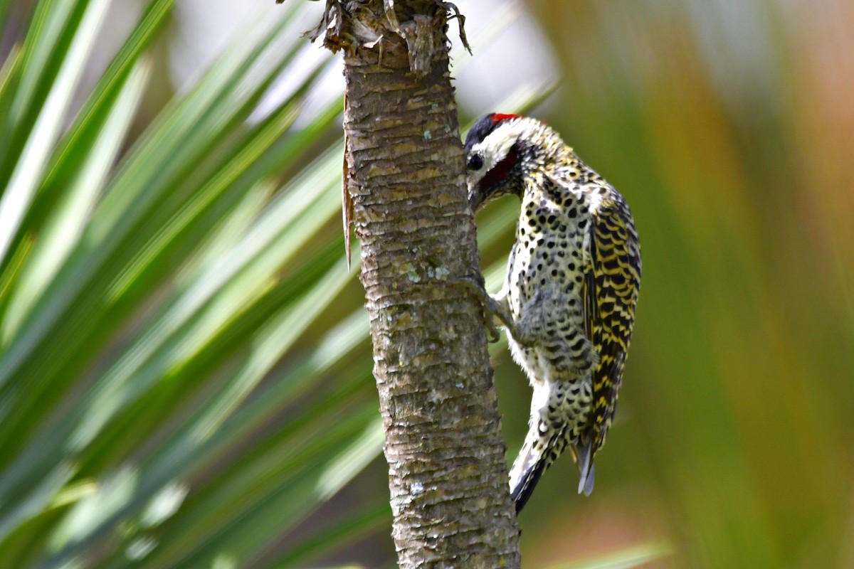 Green-barred Woodpecker - ML551349891