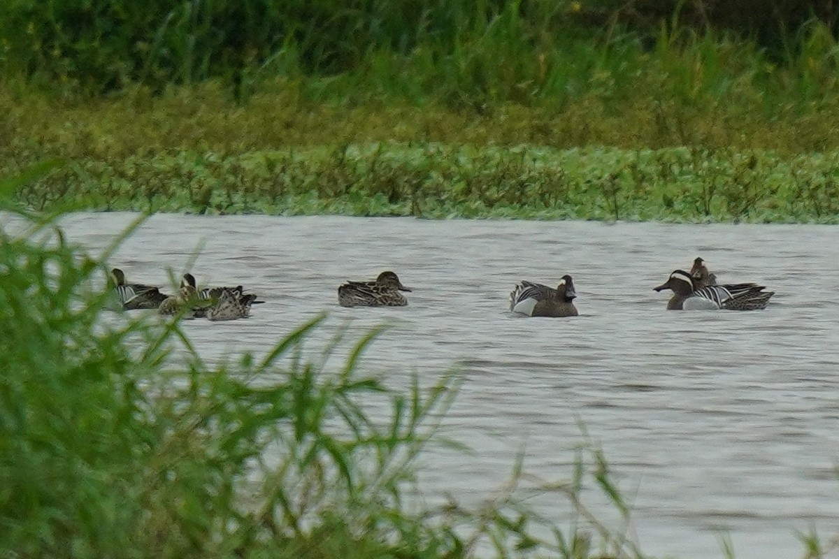 Garganey - JingZu Tu