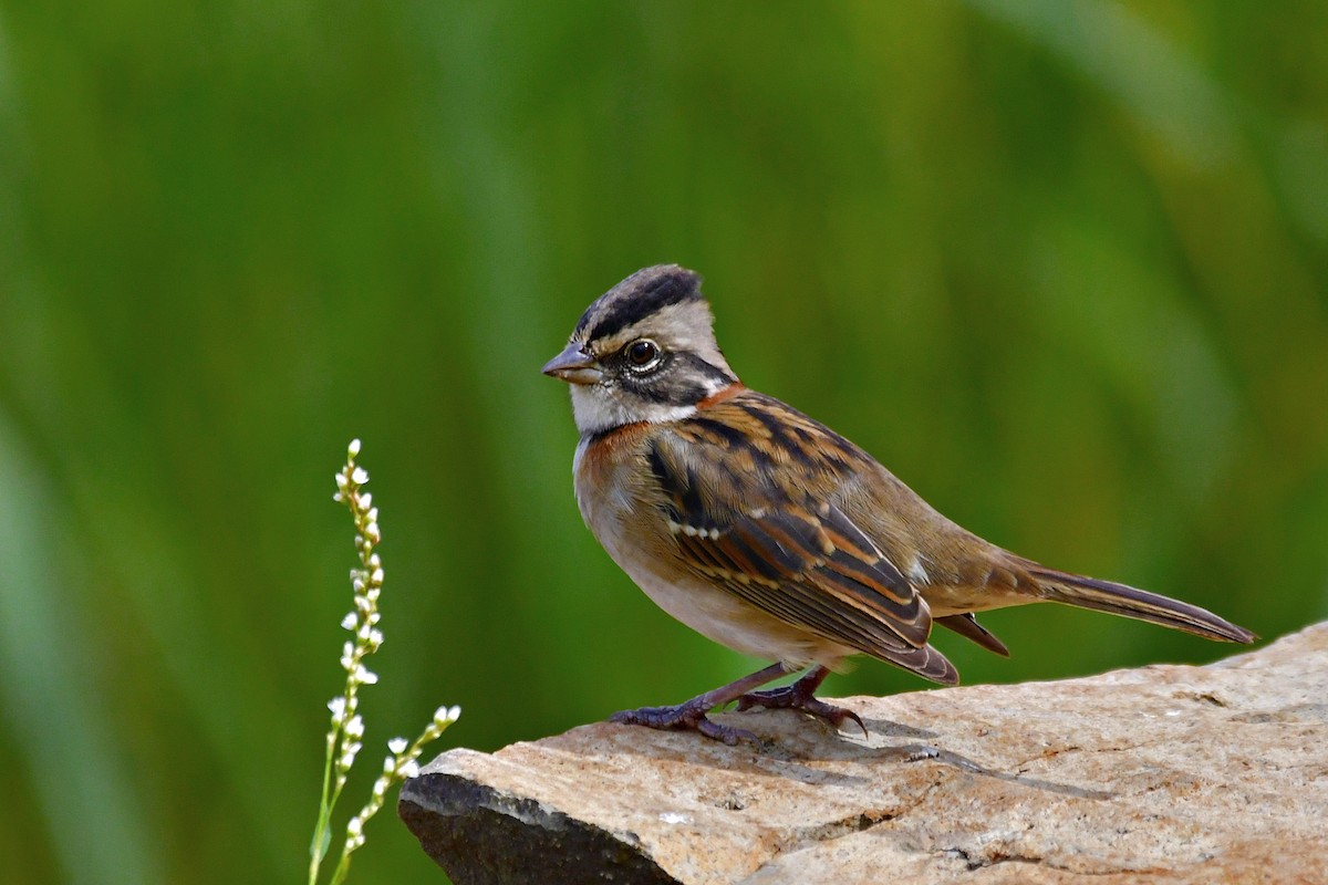 Rufous-collared Sparrow - ML551350711