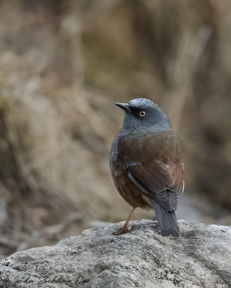 Maroon-backed Accentor - ML551350781