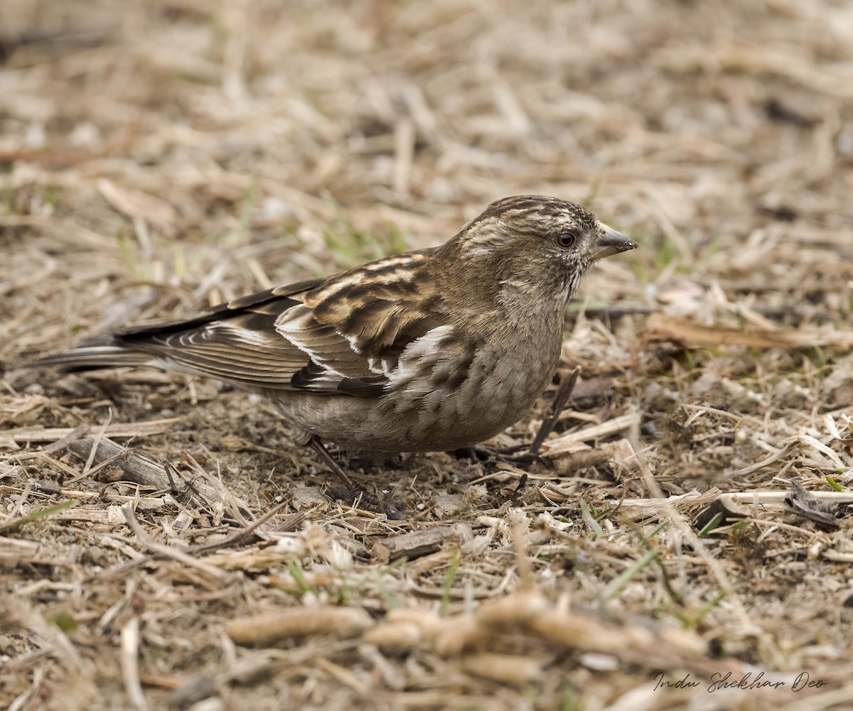 Plain Mountain Finch - ML551351421