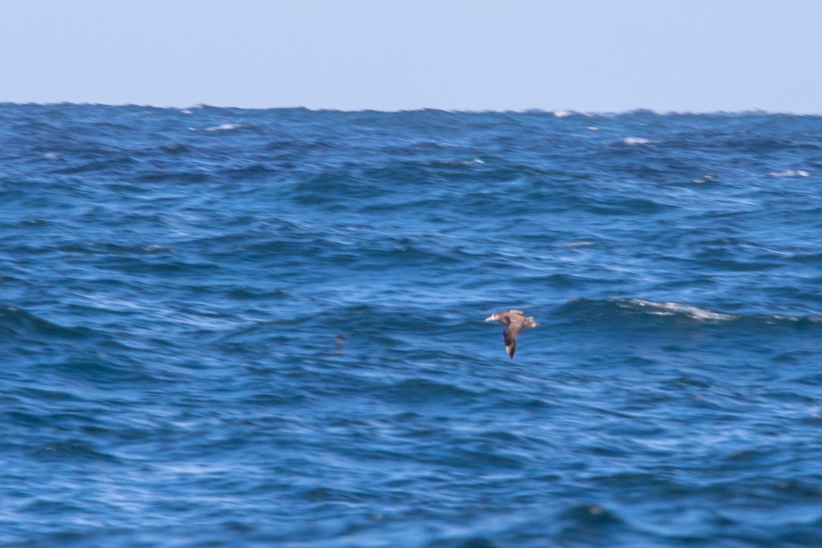 Albatros à pieds noirs - ML551351471