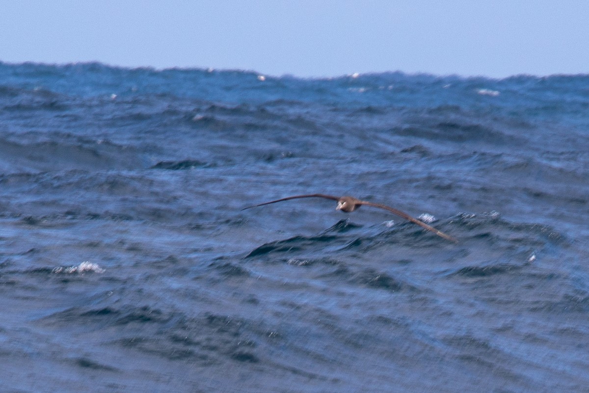 Albatros à pieds noirs - ML551351731