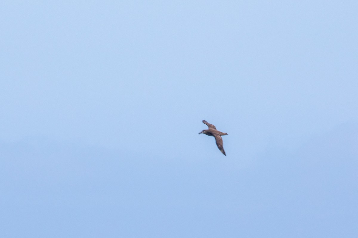 Black-footed Albatross - ML551351771