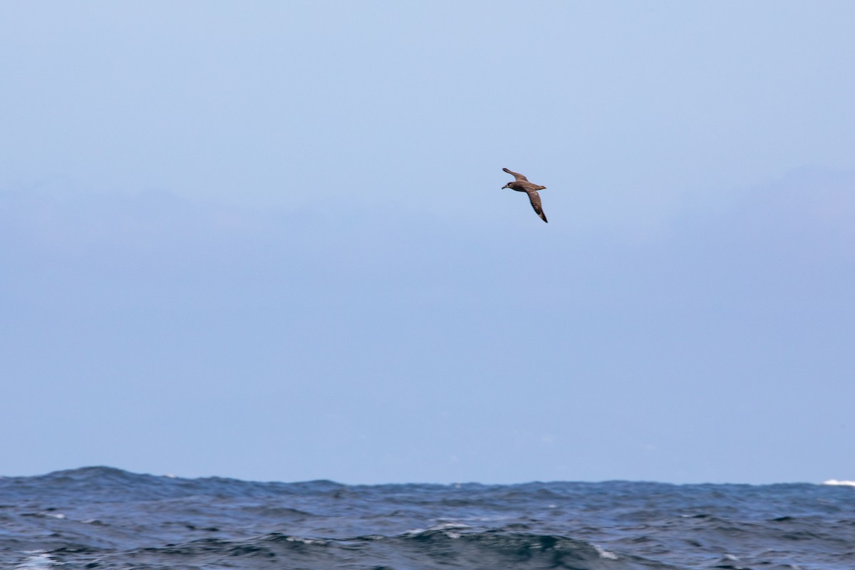 Albatros à pieds noirs - ML551351781