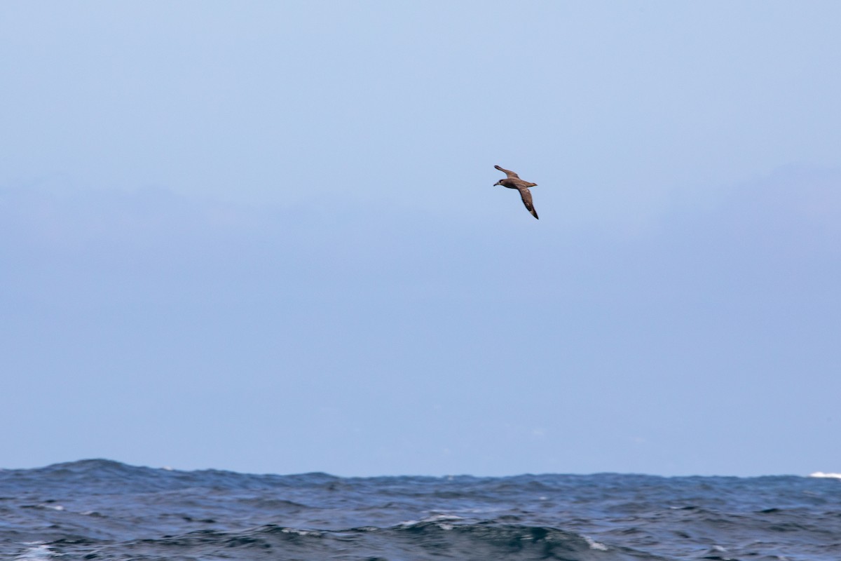 Black-footed Albatross - ML551351781