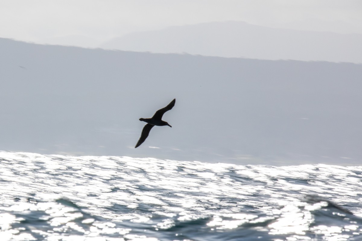 Albatros à pieds noirs - ML551352031