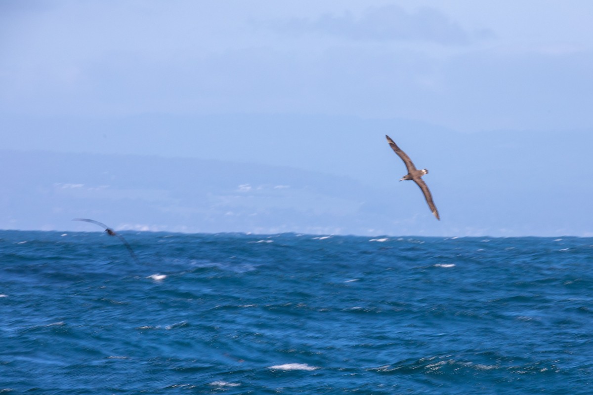 Albatros à pieds noirs - ML551352151