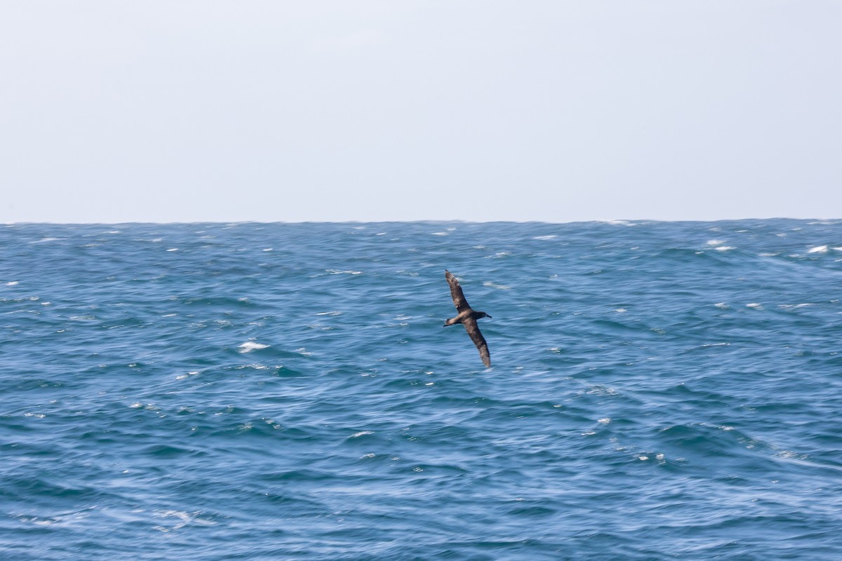 Albatros à pieds noirs - ML551352201