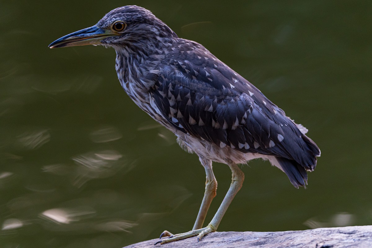 Black-crowned Night Heron - Hui MingKei