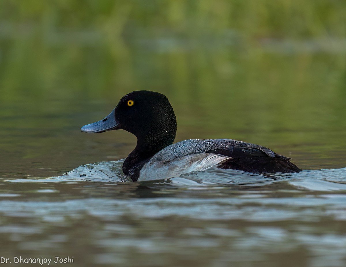 Greater Scaup - ML551352301