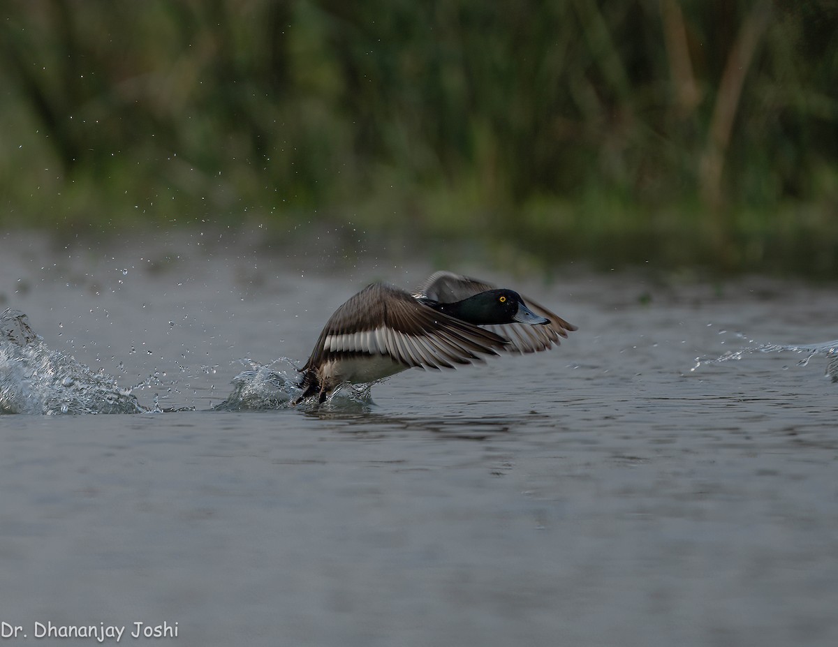 Greater Scaup - ML551352311