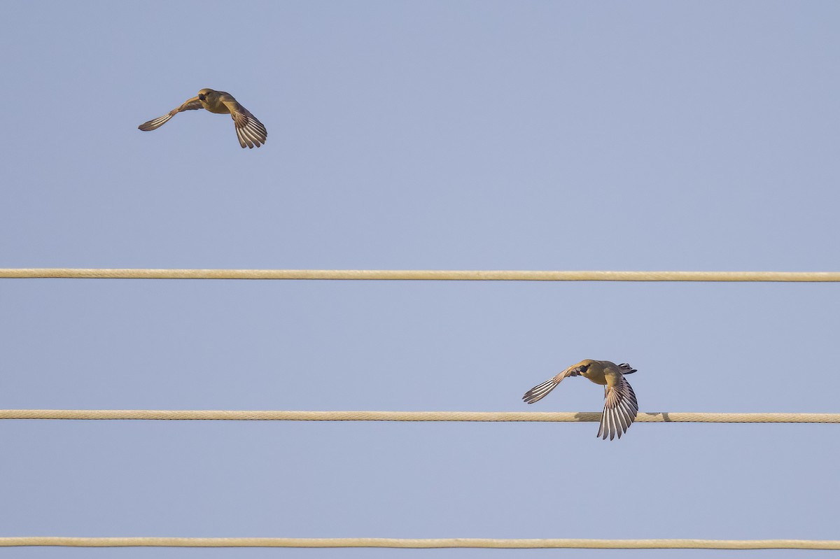 Desert Finch - ML551352341