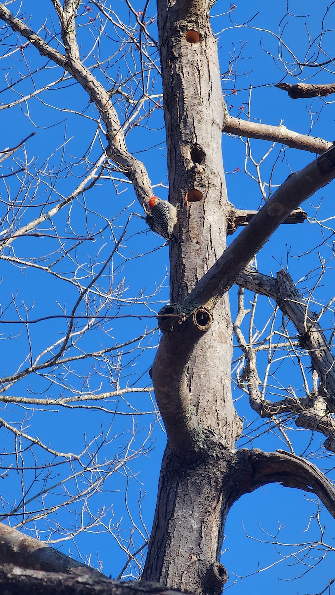 Red-bellied Woodpecker - ML551352621