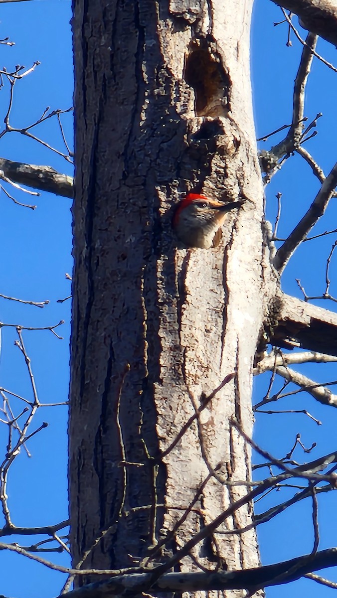 Red-bellied Woodpecker - ML551352681