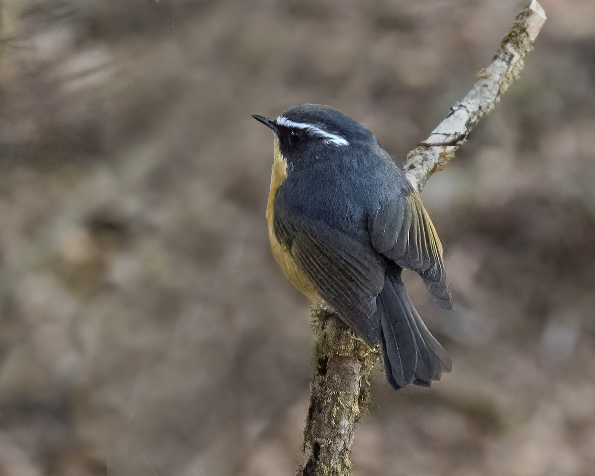 White-browed Bush-Robin - ML551352731