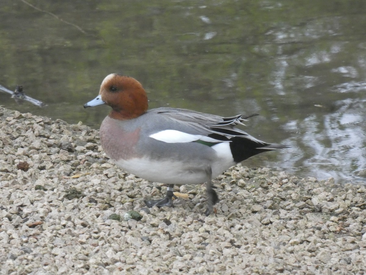 Eurasian Wigeon - ML551353721