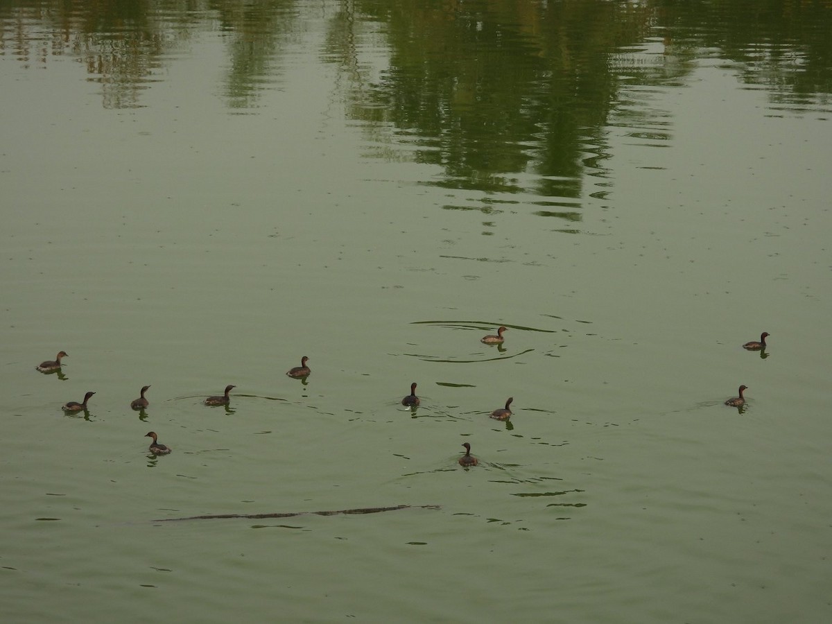 Little Grebe - Nicholas Iyadurai