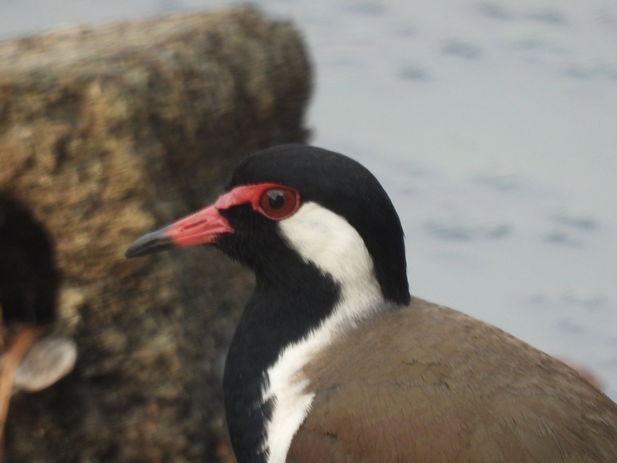 Red-wattled Lapwing - ML551355041