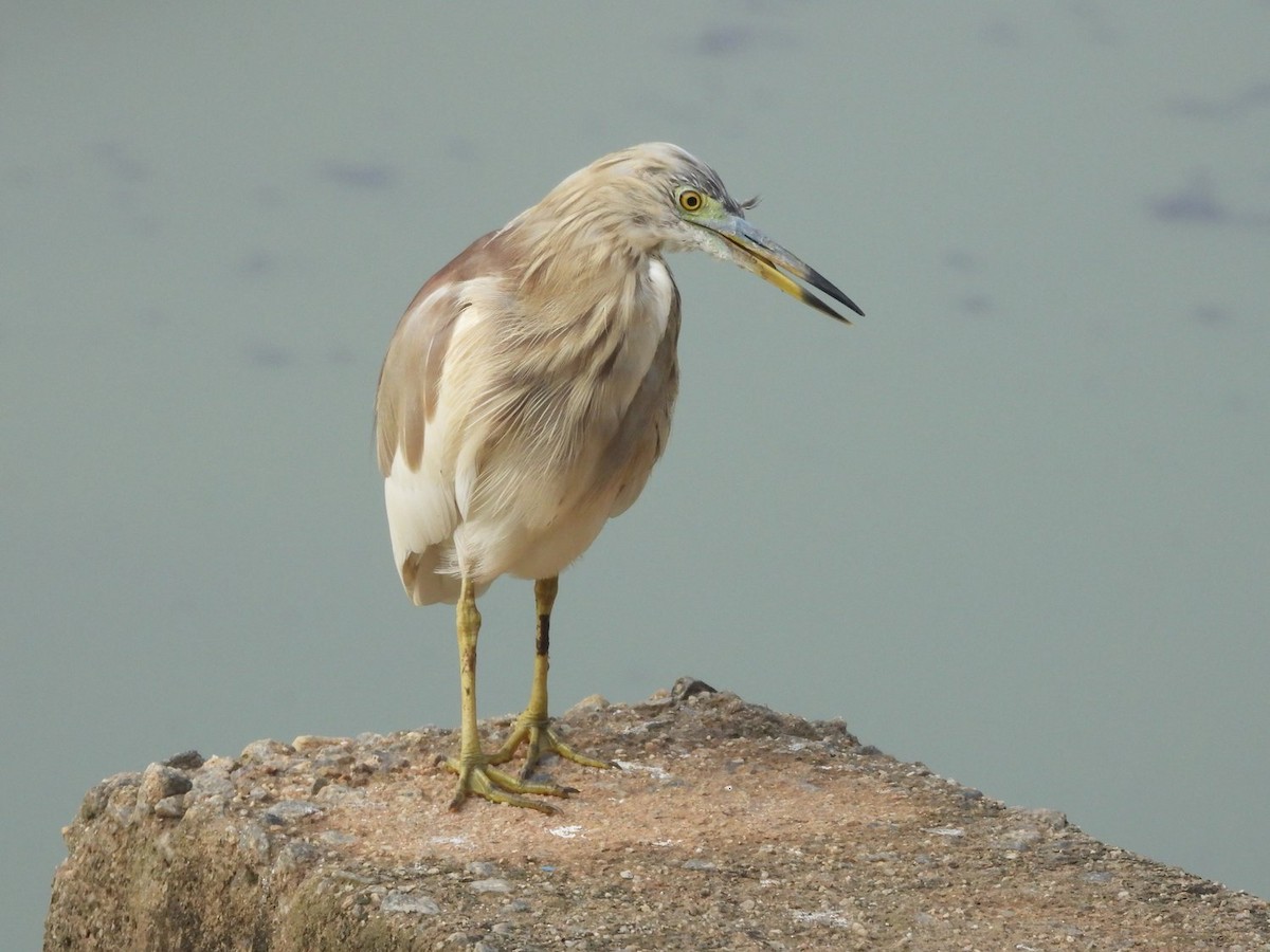 Indian Pond-Heron - Nicholas Iyadurai