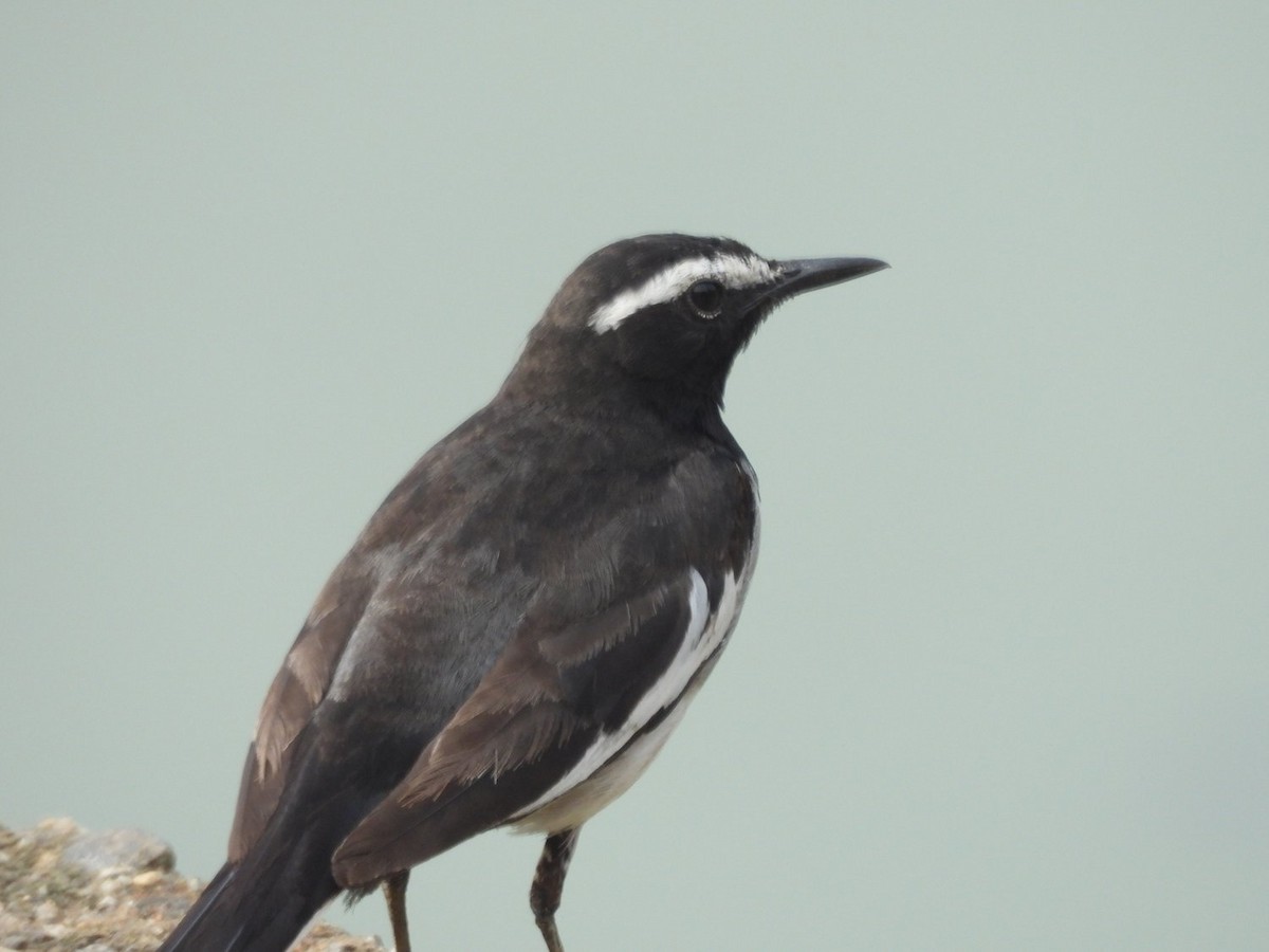 White-browed Wagtail - ML551355161