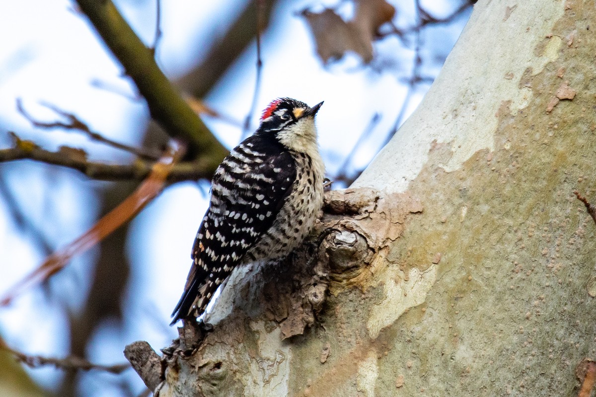 Nuttall's Woodpecker - ML551357021