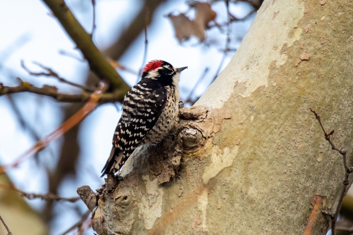 Nuttall's Woodpecker - ML551357041