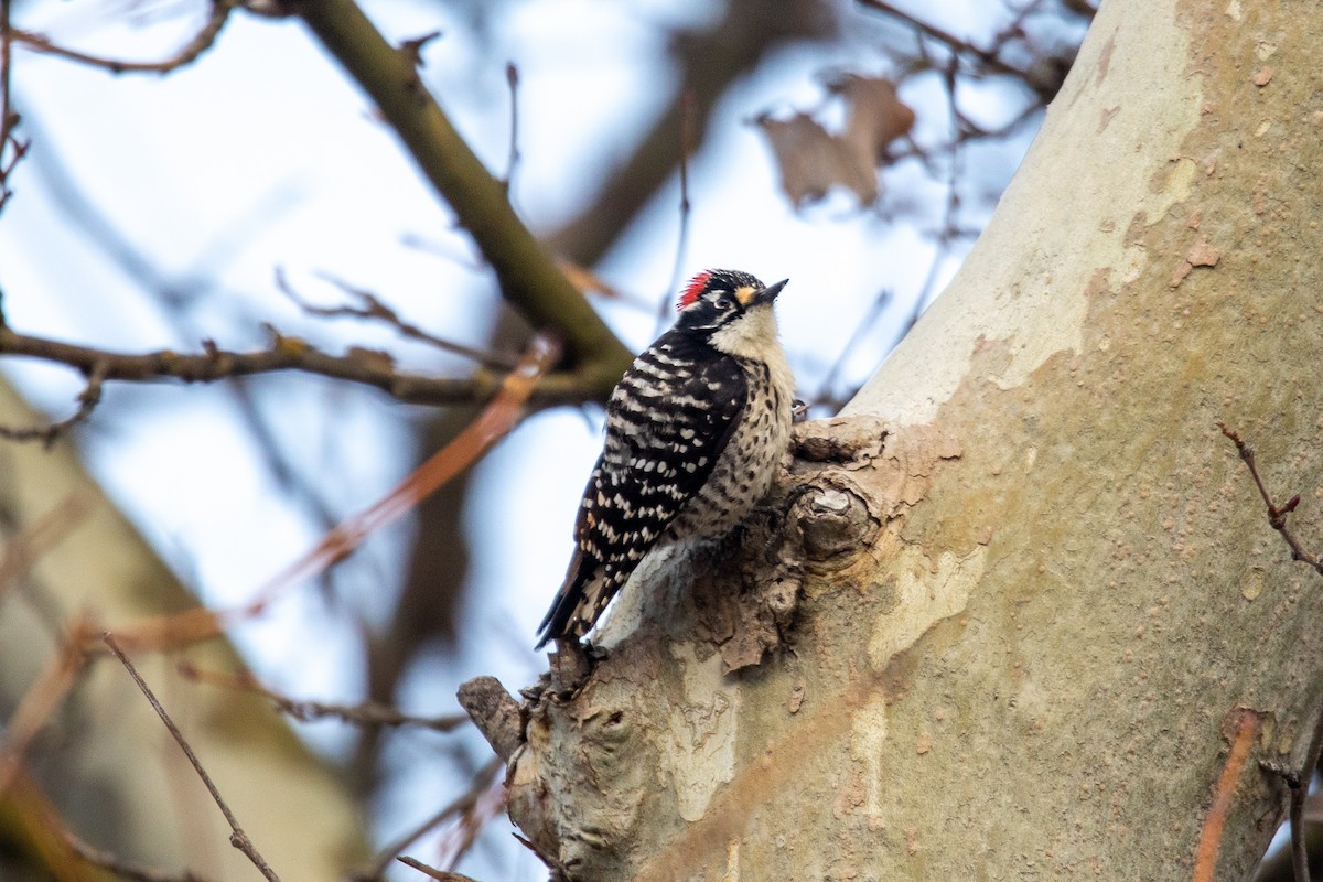 Nuttall's Woodpecker - ML551357051