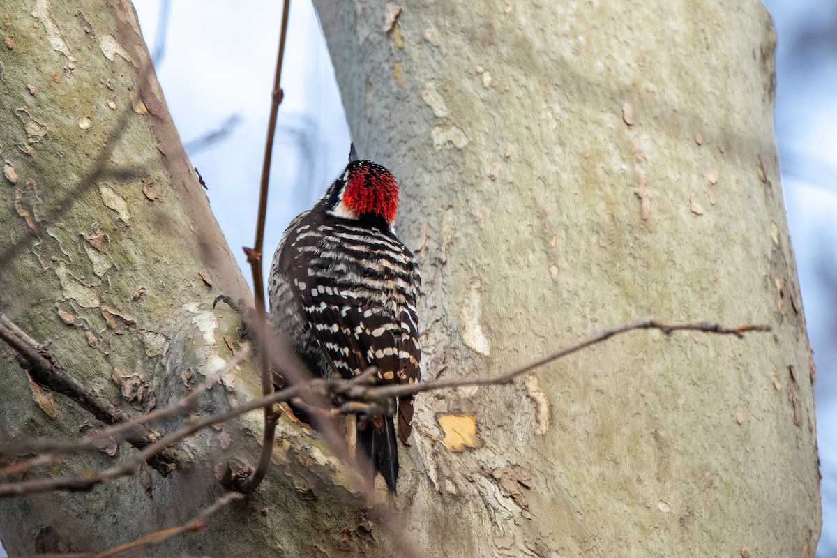 Nuttall's Woodpecker - ML551357061