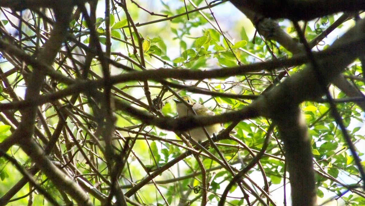 Vireo Ojiblanco - ML551357521