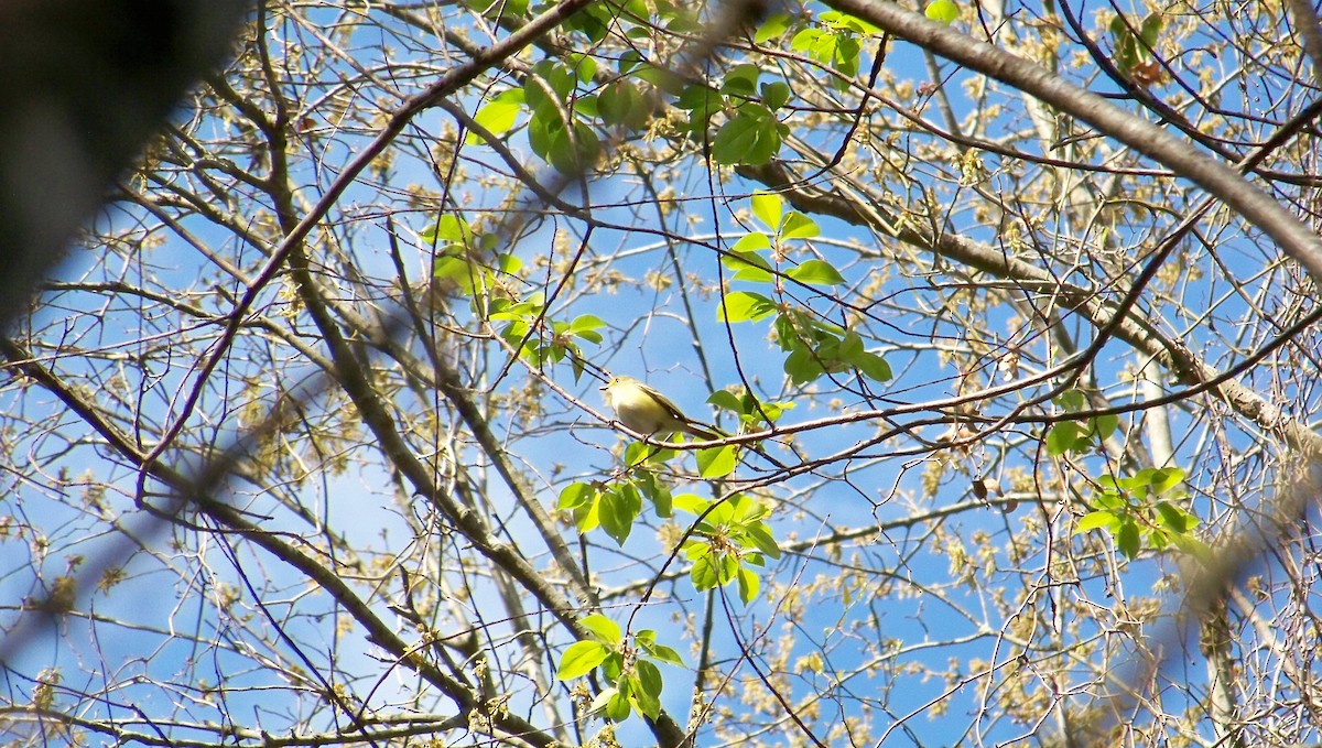 White-eyed Vireo - Timothy Blanchard