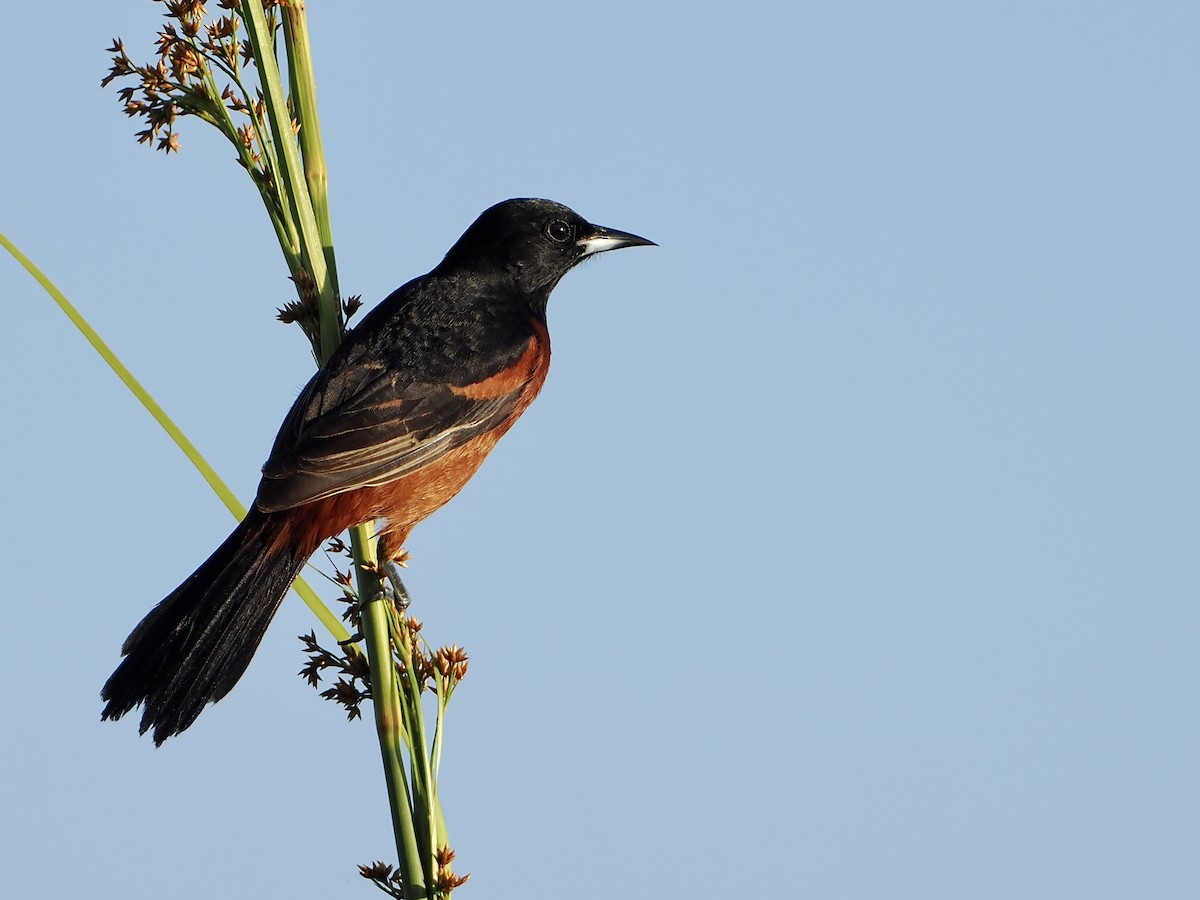 Orchard Oriole - ML551360911
