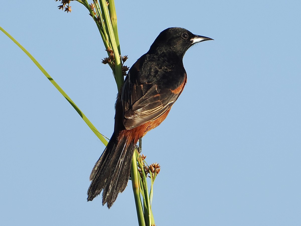 Orchard Oriole - ML551360921