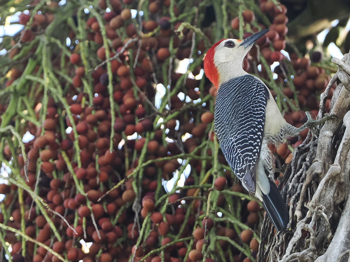 Golden-fronted Woodpecker (Velasquez's) - ML551361071