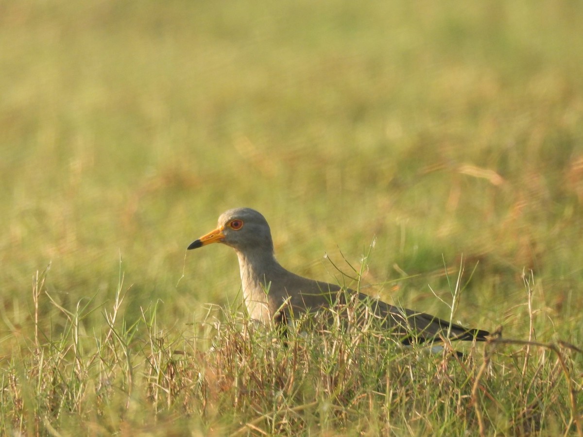 Gray-headed Lapwing - ML551361321