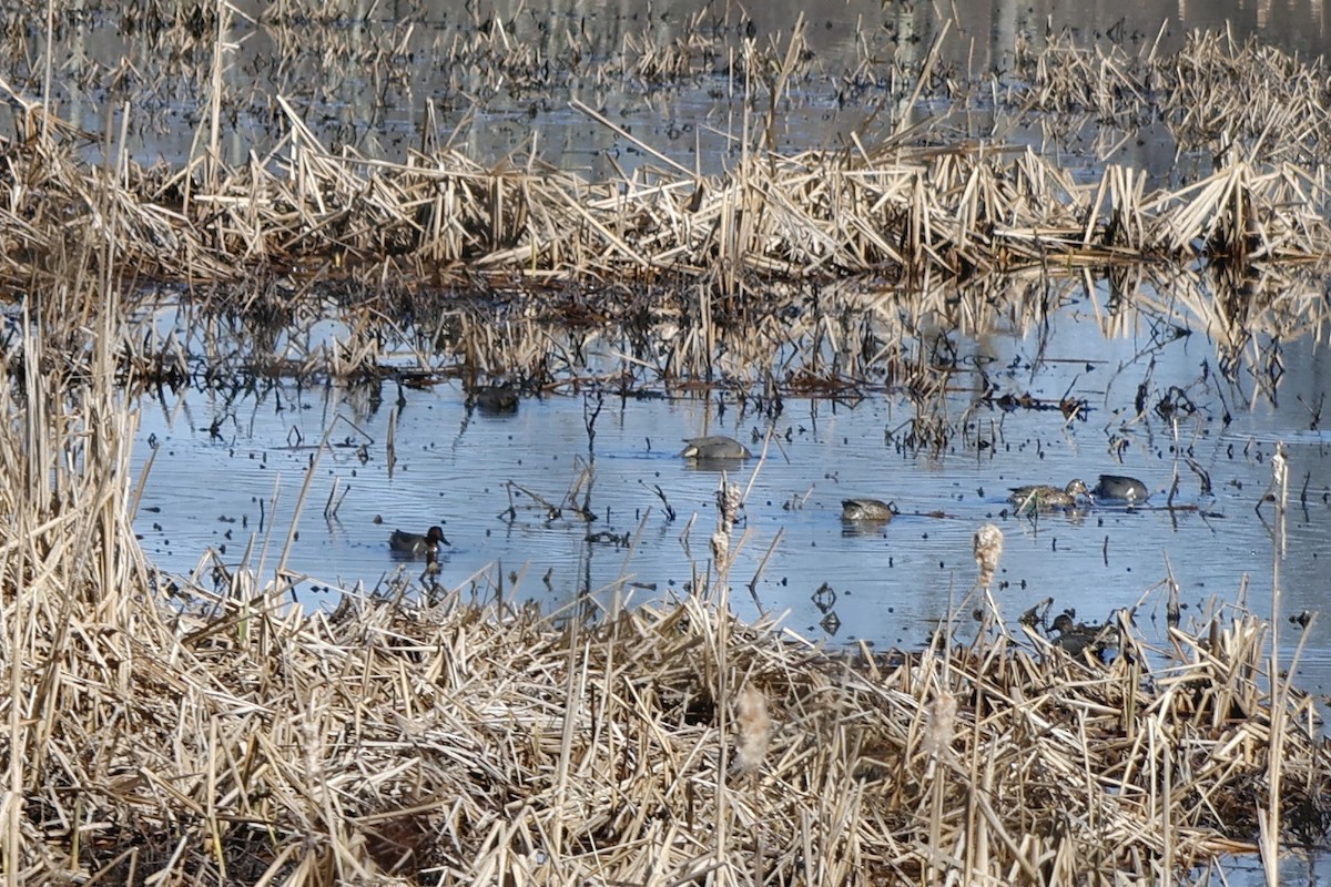 Green-winged Teal - ML551361851