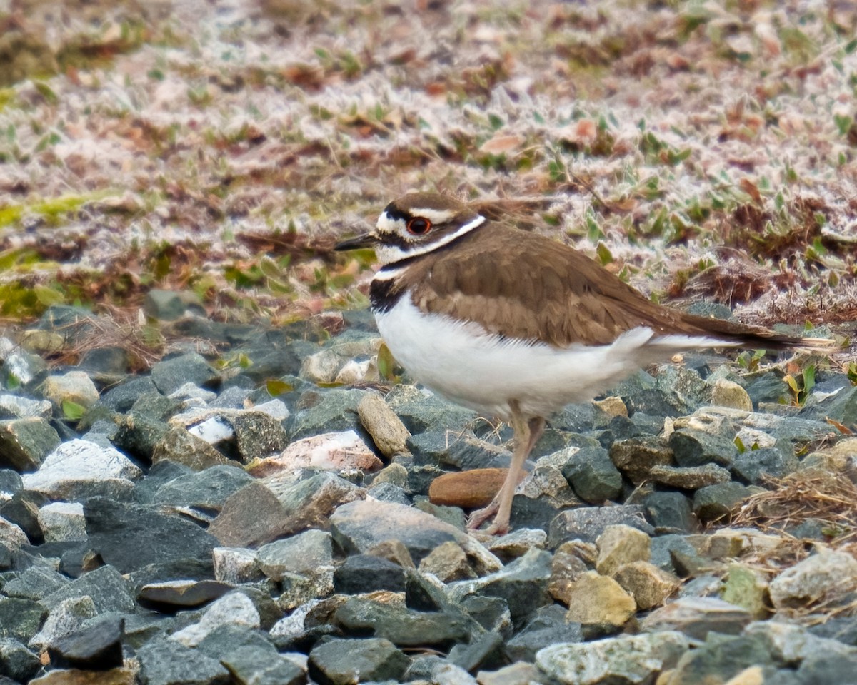 Killdeer - ML551362281